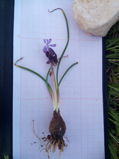Muscari baeticum, photographed by Karim Haddad