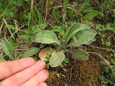 Craspedia minor, photographed by Jon Sullivan