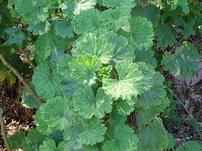 Pelargonium zonale, photographed by Shaun Swanepoel