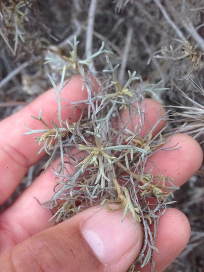 Artemisia nesiotica, photographed by Adam J. Searcy