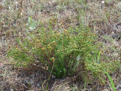 Helichrysum niveum, photographed by Jeremy Gilmore
