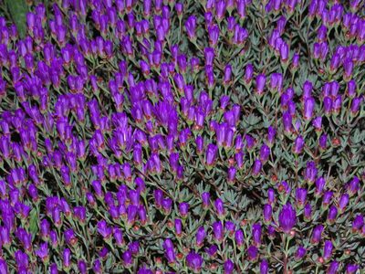 Lampranthus emarginatus, photographed by Jeremy Gilmore