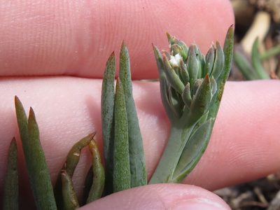Thesium ecklonianum, photographed by Jeremy Gilmore