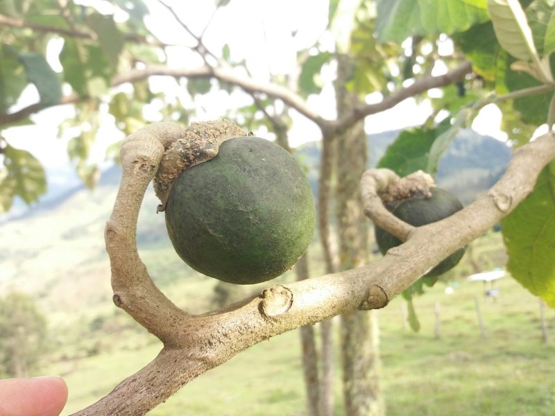 Solanum sycophanta, photographed by Daniel Mesa