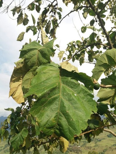 Solanum sycophanta, photographed by Daniel Mesa