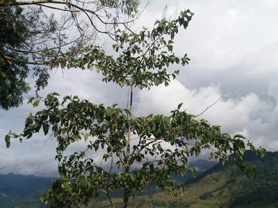Solanum sycophanta, photographed by Daniel Mesa