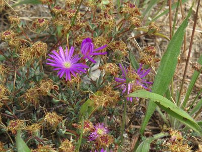 Lampranthus emarginatus, photographed by Jeremy Gilmore