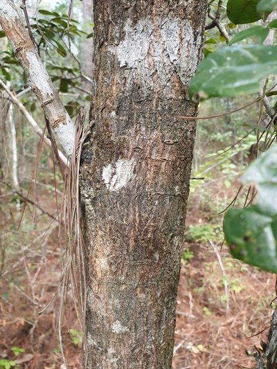 Tabebuia domingensis, photographed by Yolanda M. Leon