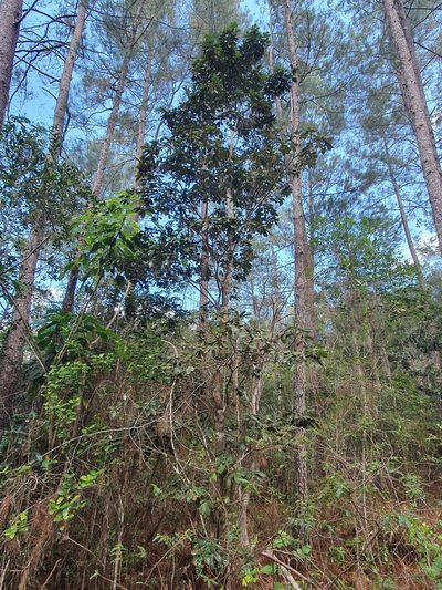 Tabebuia domingensis, photographed by Yolanda M. Leon