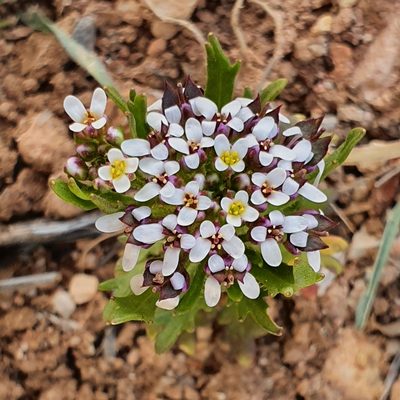 Iberis odorata, photographed by Mehdi Chetibi
