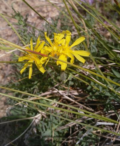 Crepidiastrum tenuifolium, photographed by Юлия