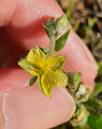 Helianthemum salicifolium, photographed by Mehdi Chetibi