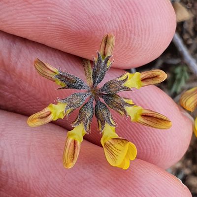 Hippocrepis atlantica, photographed by Mehdi Chetibi