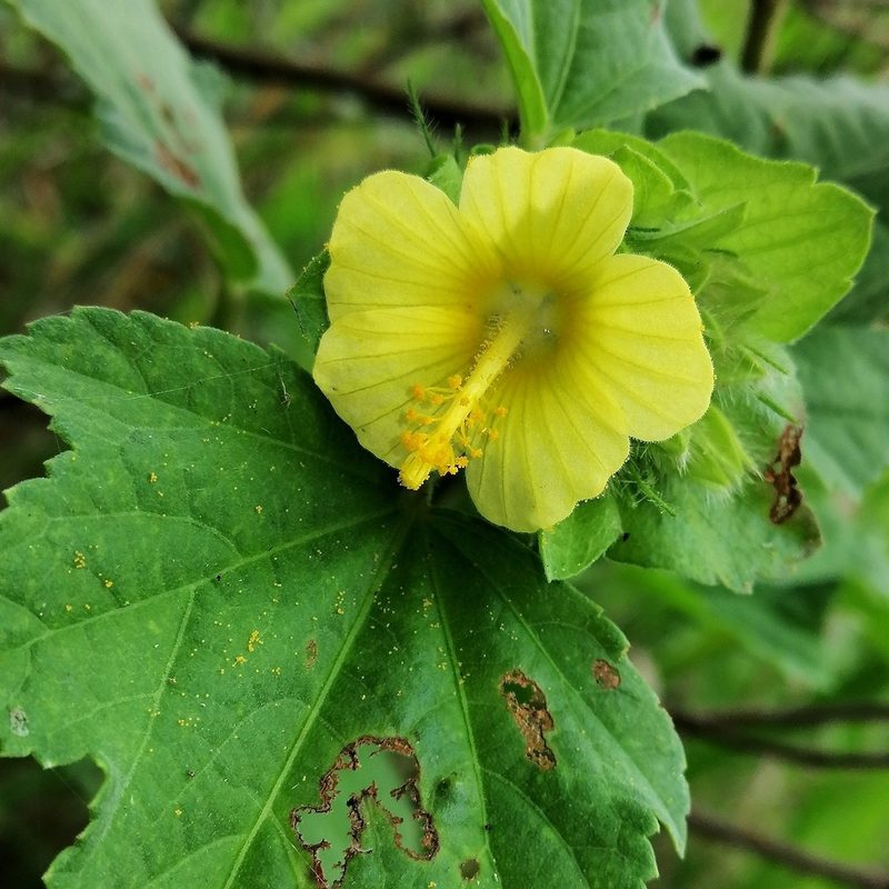 Malachra ruderalis, photographed by Kozue Kawakami