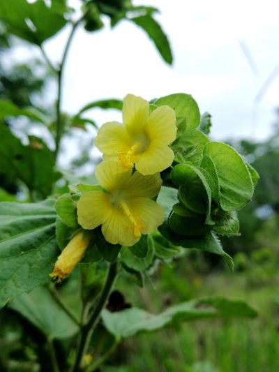 Malachra ruderalis, photographed by Kozue Kawakami