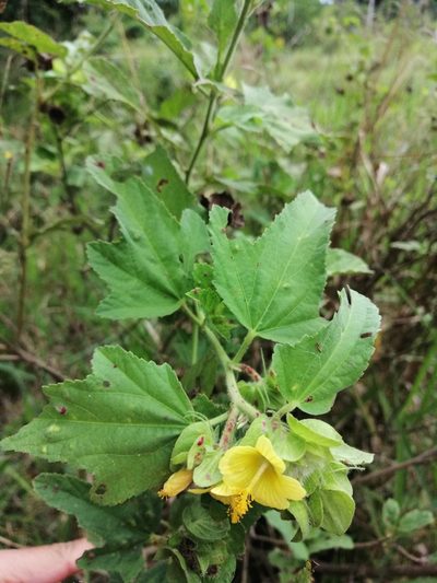 Malachra ruderalis, photographed by Kozue Kawakami