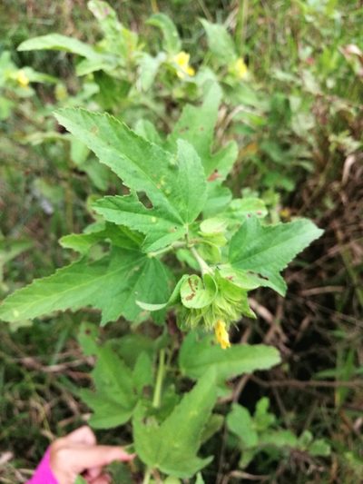 Malachra ruderalis, photographed by Kozue Kawakami