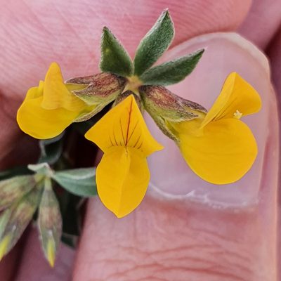 Lotus longisiliquosus, photographed by Mehdi Chetibi