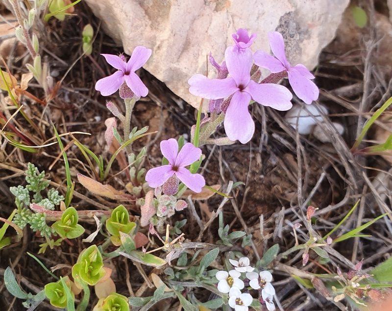 Matthiola lunata, photographed by Mehdi Chetibi