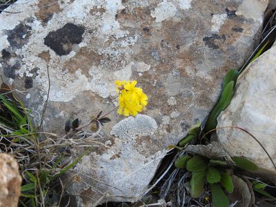 Helianthemum rotundifolium, photographed by Aissa Djamel Filali