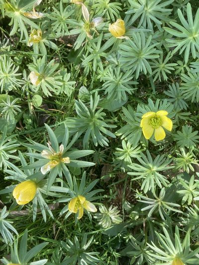 Eranthis cilicica, photographed by Andre Hosper