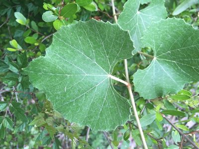 Vitis shuttleworthii, photographed by Sam