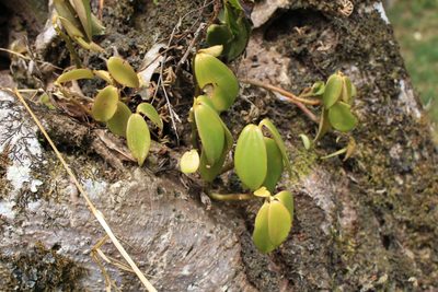 Peperomia san-joseana, photographed by Jake Rehage