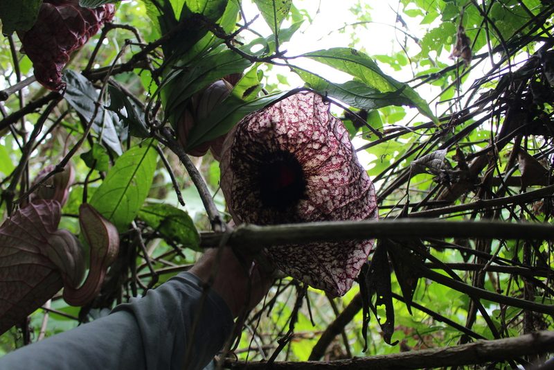 Aristolochia grandiflora, photographed by Jake Rehage