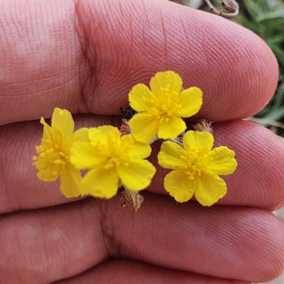 Helianthemum rotundifolium, photographed by Mehdi Chetibi