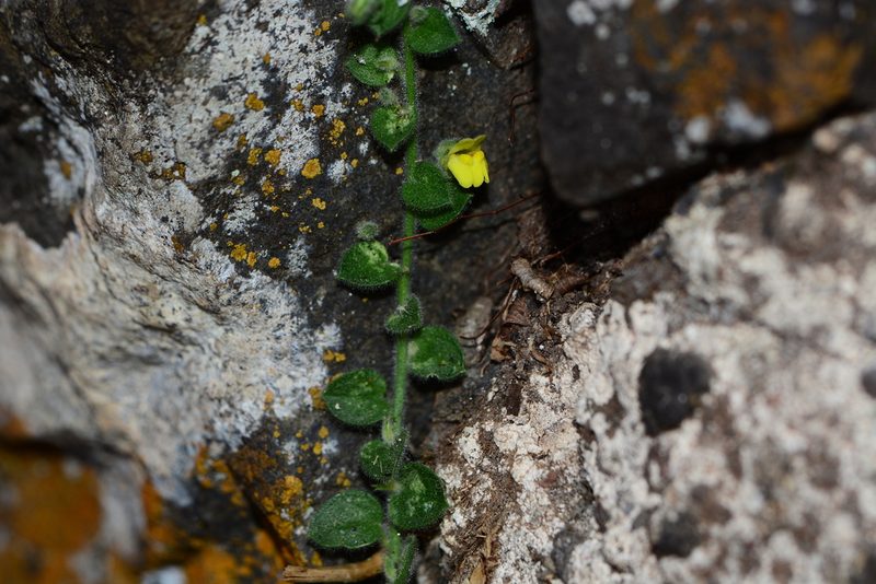 Nanorrhinum incanum, photographed by S.MORE