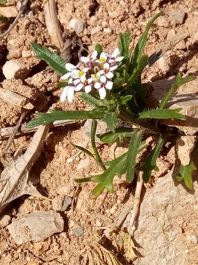 Iberis odorata, photographed by Karim Haddad