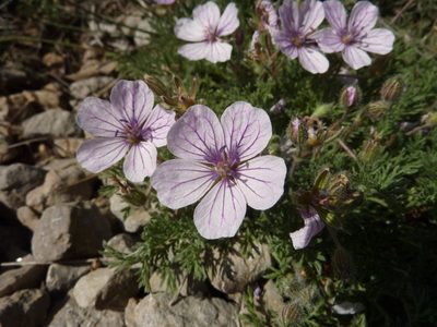 Erodium foetidum, photographed by Thibaud Aronson
