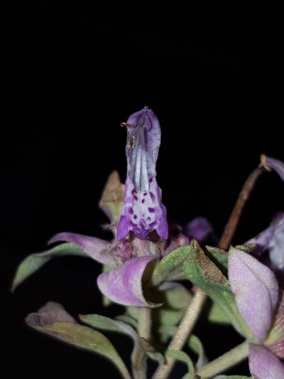 Monarda humilis, photographed by Alex Abair