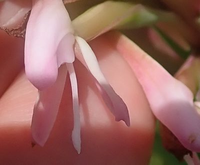 Disa patula, photographed by Peter Warren