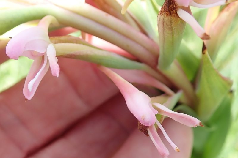 Disa patula, photographed by Peter Warren