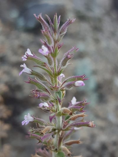 Hedeoma oblongifolia, photographed by Alex Abair