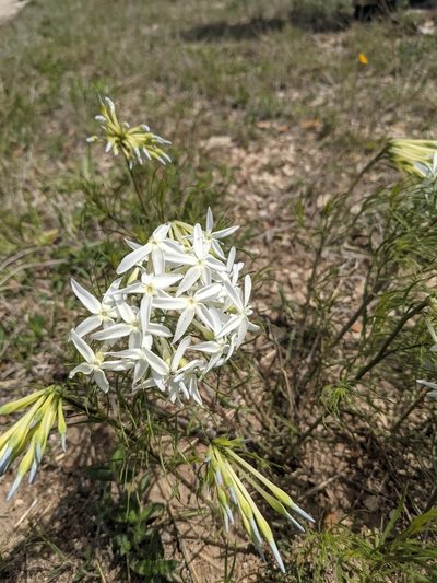 Amsonia longiflora, photographed by Cleveland Powell