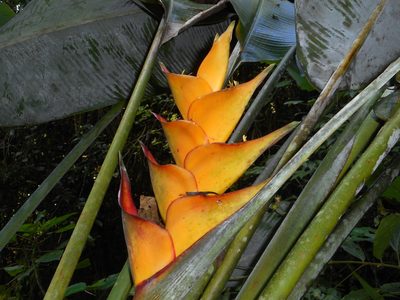 Heliconia caribaea, photographed by J. L. Gómez-Hechavarría