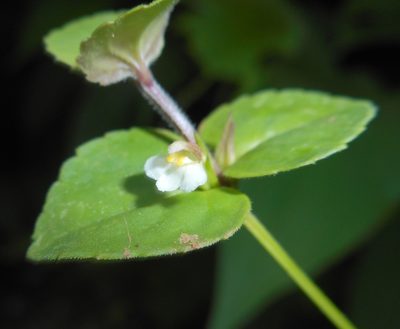 Vandellia diffusa, photographed by J. L. Gómez-Hechavarría