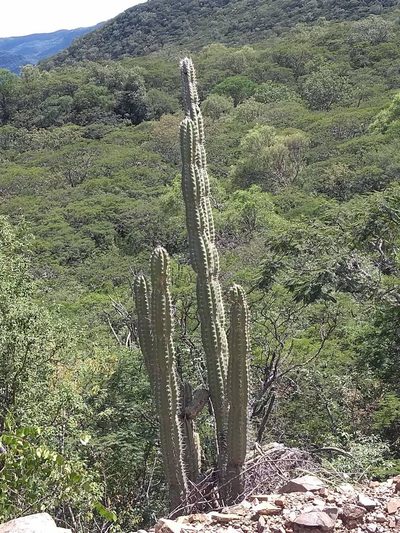 Castellanosia caineana, photographed by Naturalist Tours