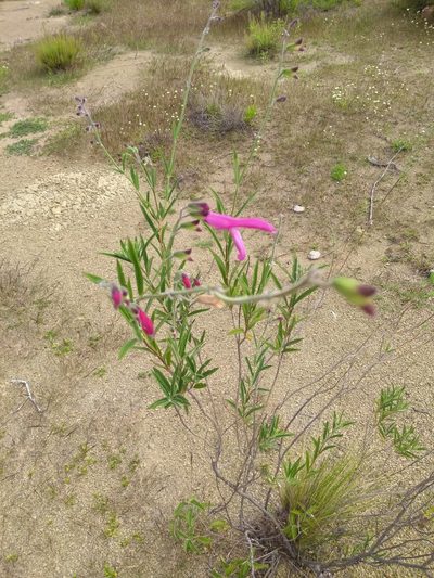 Salvia orbignaei, photographed by Naturalist Tours