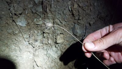 Taeniatherum caput-medusae, photographed by Amthinkia