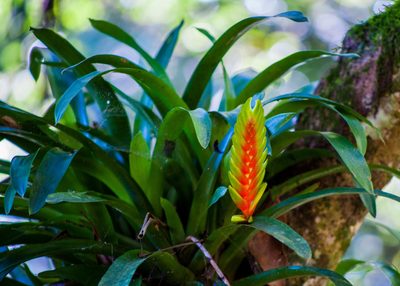 Vriesea interrogatoria, photographed by João D'Andretta