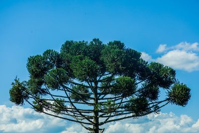 Araucaria angustifolia, photographed by João D'Andretta