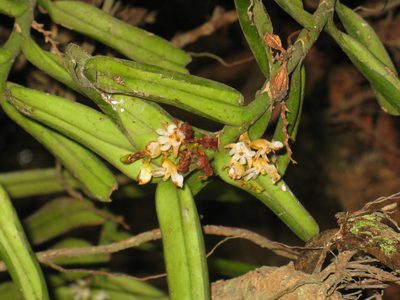 Calyptrochilum christyanum, photographed by Lucy Keith-Diagne