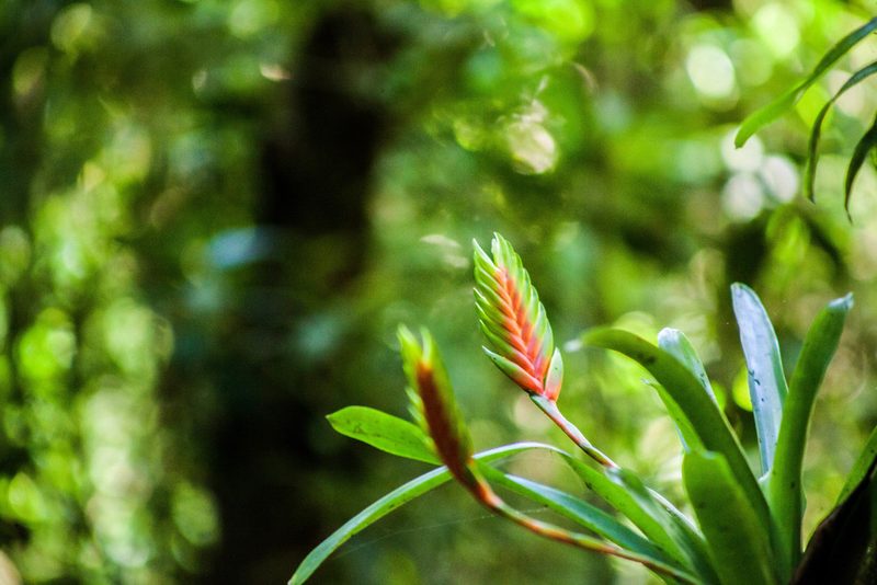 Vriesea interrogatoria, photographed by João D'Andretta
