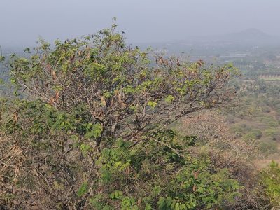 Albizia amara
