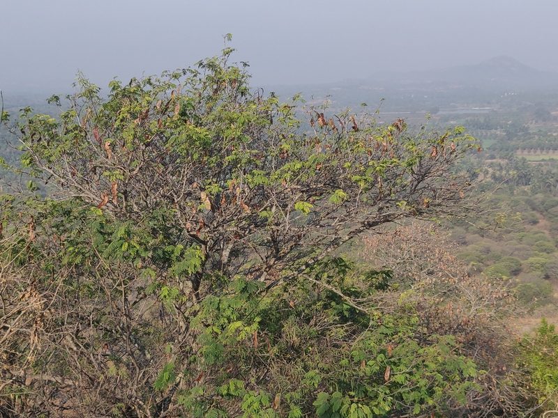 Albizia amara, photographed by T R Shankar Raman