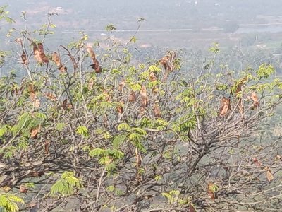 Albizia amara, photographed by T R Shankar Raman