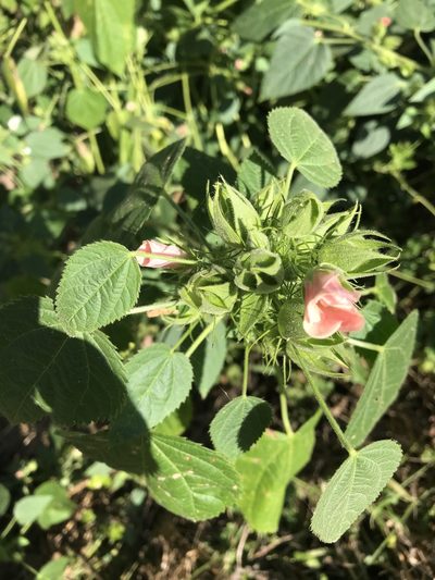 Hibiscus rhabdotospermus, photographed by rosshawkins